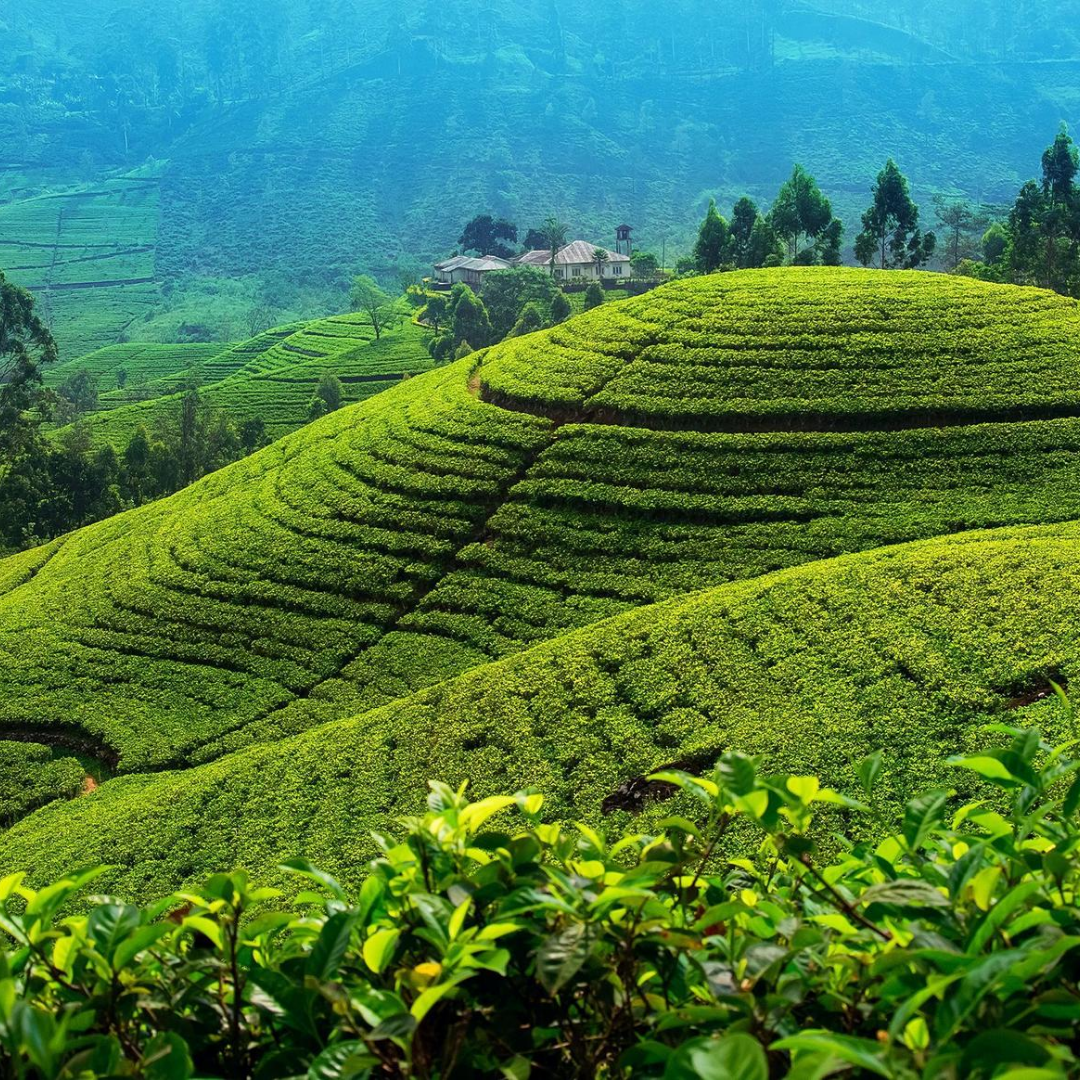 Your Tabrabae Diaries sri lankan tourismwebsite and tour guide peradeniya (2)