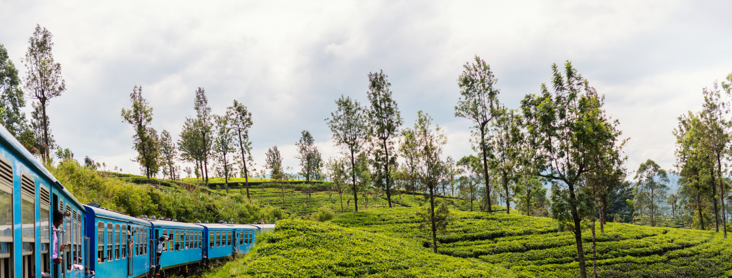 Your Tabrabae Diaries sri lankan tourismwebsite and tour guide peradeniya (6)